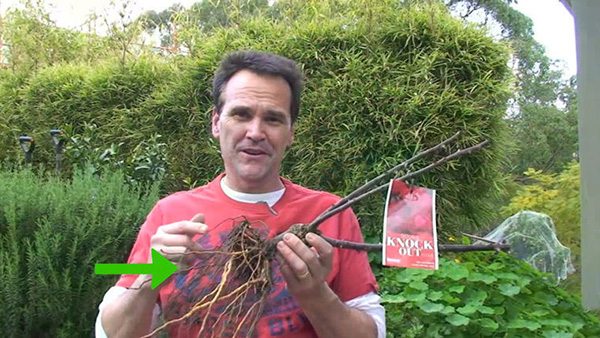 种植玫瑰教程 怎么种植玫瑰