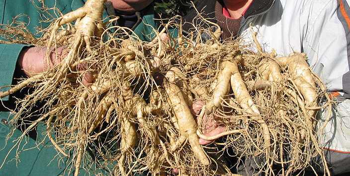 种植人参技术 人工怎么种植人参