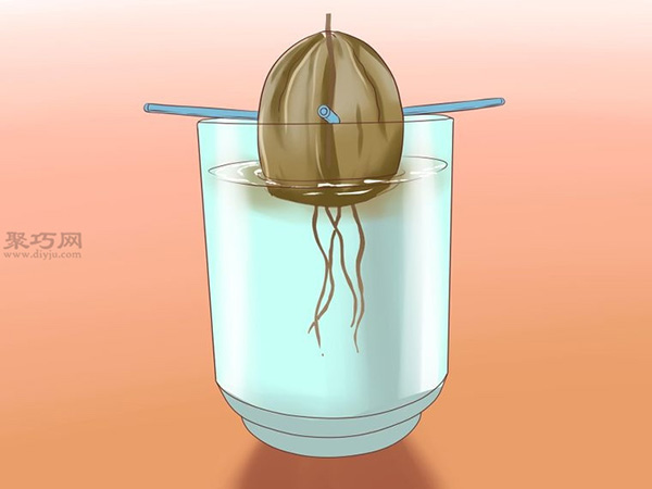 栽种鳄梨步骤 6