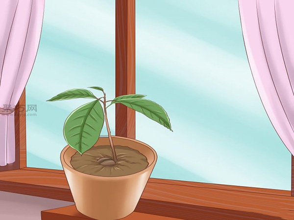 栽种鳄梨步骤 10