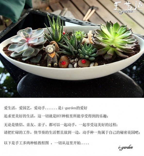多肉植物手工盆栽DIY 多肉植物手工盆栽DIY