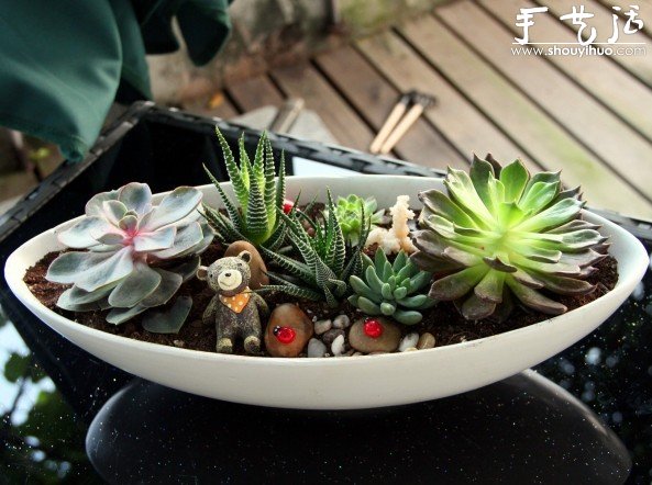 多肉植物手工盆栽DIY 多肉植物手工盆栽DIY