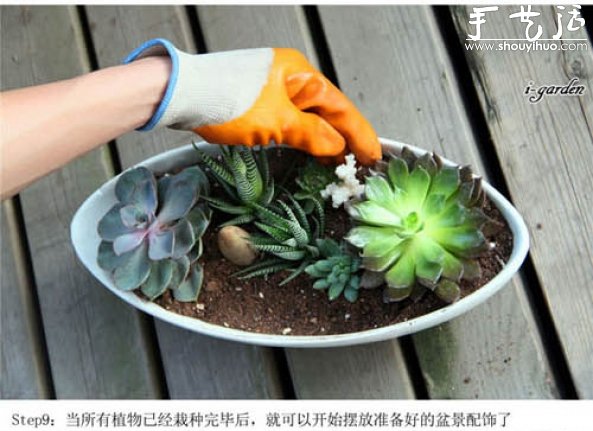 多肉植物手工盆栽DIY 多肉植物手工盆栽DIY