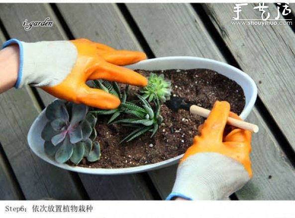 多肉植物手工盆栽DIY 多肉植物手工盆栽DIY