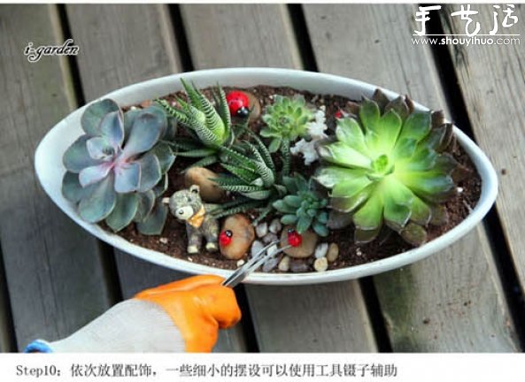 多肉植物手工盆栽DIY 多肉植物手工盆栽DIY