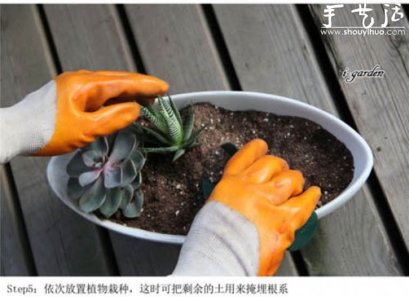 多肉植物手工盆栽DIY 多肉植物手工盆栽DIY