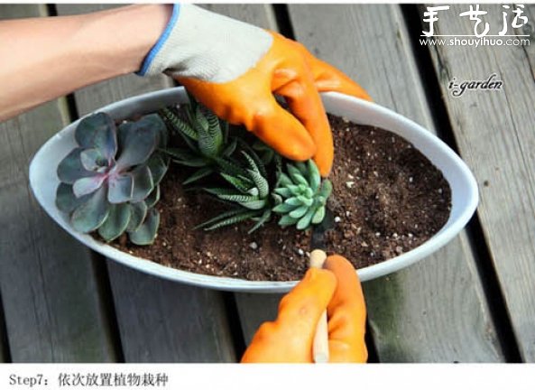 多肉植物手工盆栽DIY 多肉植物手工盆栽DIY