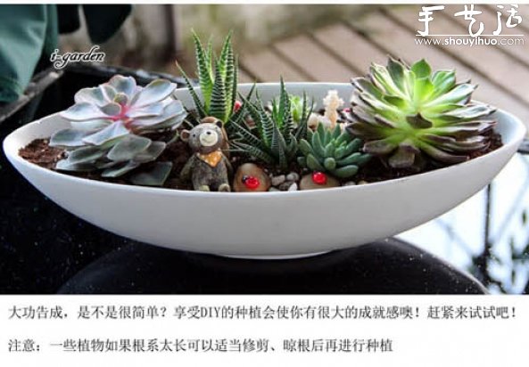 多肉植物手工盆栽DIY 多肉植物手工盆栽DIY