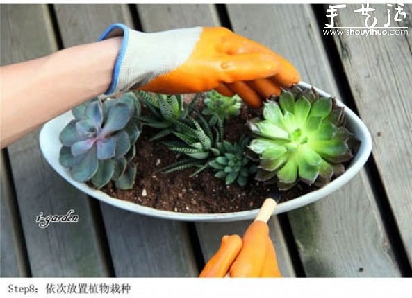 多肉植物手工盆栽DIY 多肉植物手工盆栽DIY