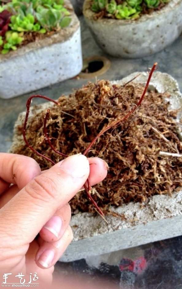 DIY多种多肉植物混搭的盆栽 DIY多种多肉植物混搭的盆栽