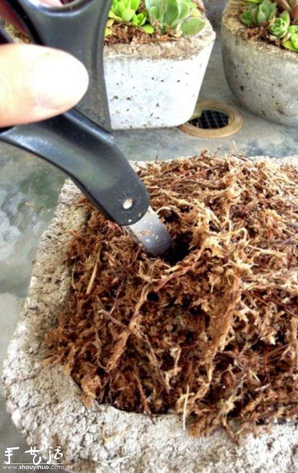 DIY多种多肉植物混搭的盆栽 DIY多种多肉植物混搭的盆栽
