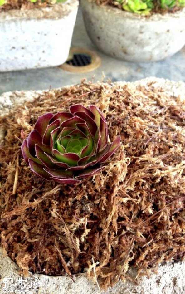 DIY多种多肉植物混搭的盆栽 DIY多种多肉植物混搭的盆栽