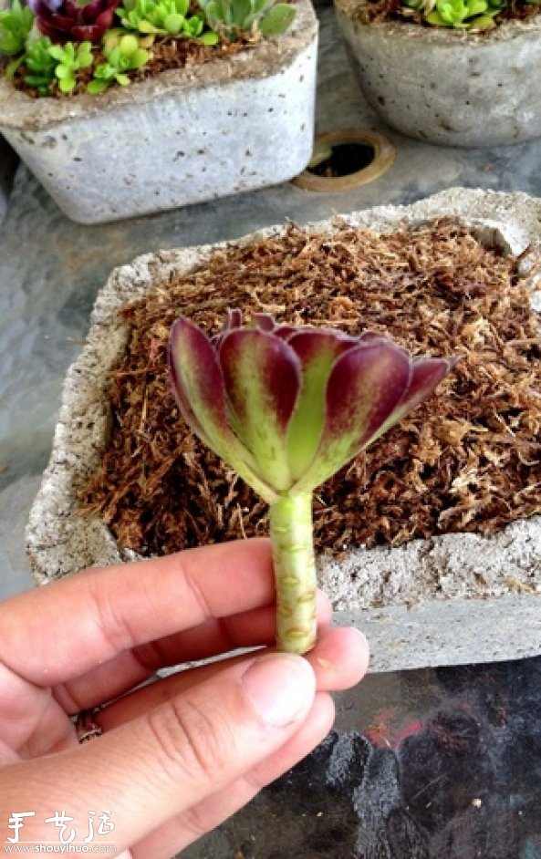 DIY多种多肉植物混搭的盆栽 DIY多种多肉植物混搭的盆栽