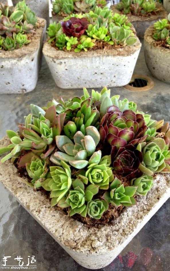 DIY多种多肉植物混搭的盆栽 DIY多种多肉植物混搭的盆栽