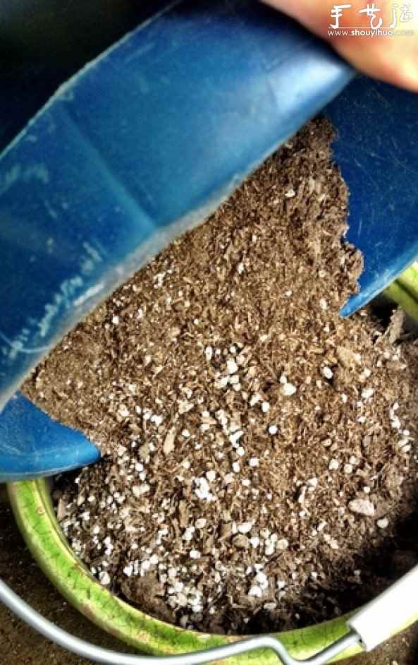 石莲花属多肉植物DIY睡莲盆栽 石莲花属多肉植物DIY睡莲盆栽