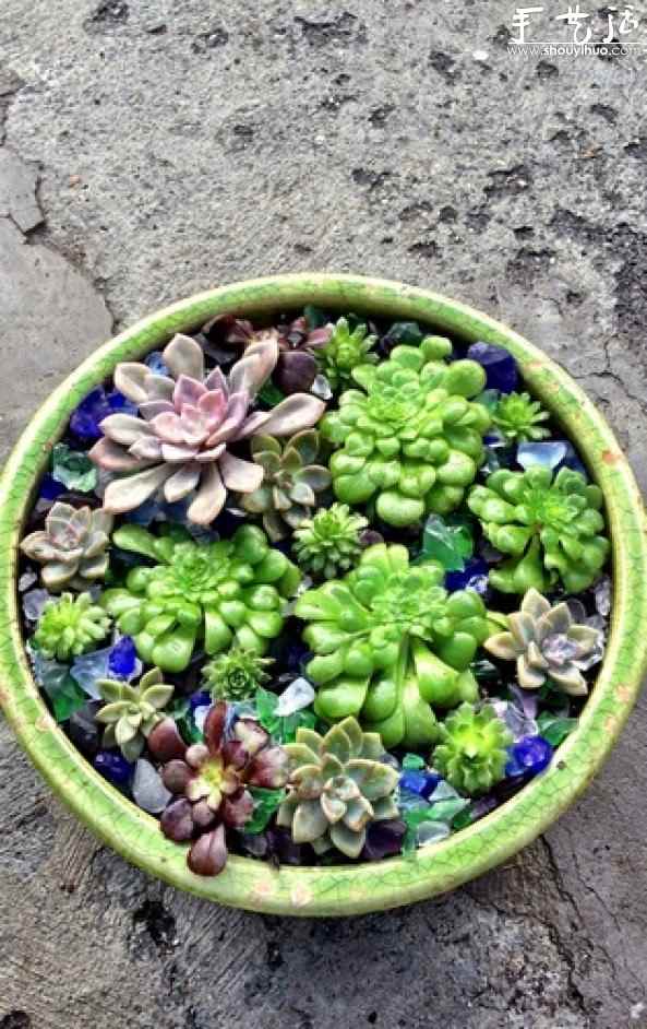 石莲花属多肉植物DIY睡莲盆栽 石莲花属多肉植物DIY睡莲盆栽