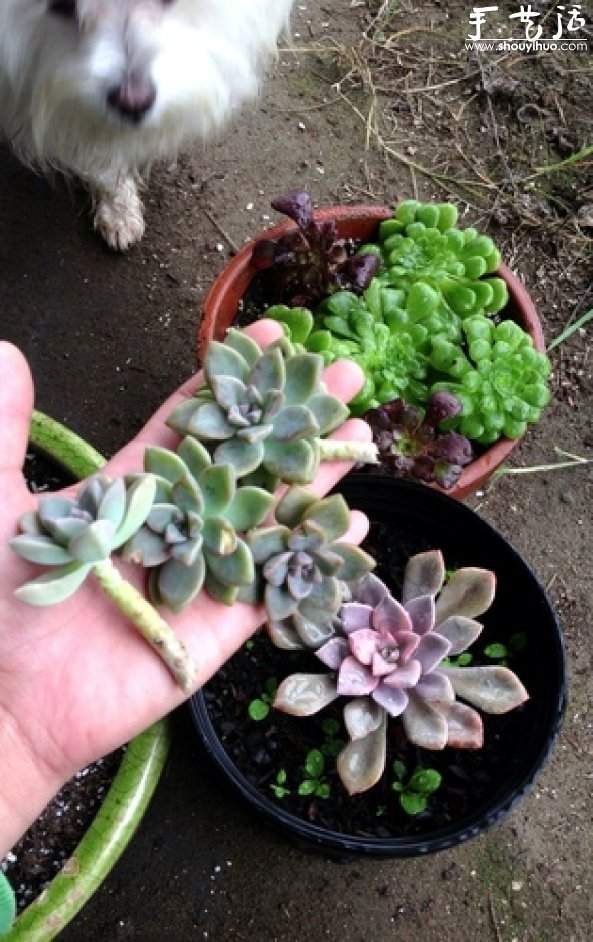 石莲花属多肉植物DIY睡莲盆栽 石莲花属多肉植物DIY睡莲盆栽