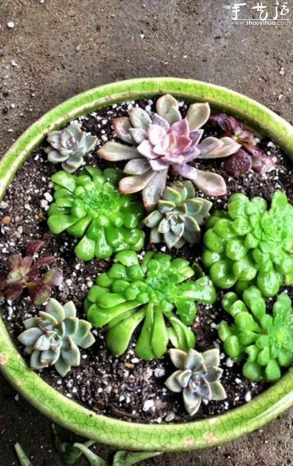 石莲花属多肉植物DIY睡莲盆栽 石莲花属多肉植物DIY睡莲盆栽