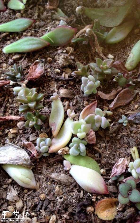 DIY多种多肉植物混搭的盆栽 DIY多种多肉植物混搭的盆栽