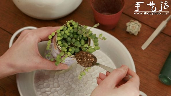 多肉植物移植到铁罐里,DIY清新盆栽的教程 多肉植物移植到铁罐里,DIY清新盆栽的教程