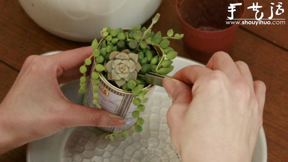 多肉植物移植到铁罐里,DIY清新盆栽的教程 多肉植物移植到铁罐里,DIY清新盆栽的教程