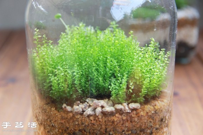 DIY可爱的苔藓造景 自制漂亮苔藓微景观 DIY可爱的苔藓造景 自制漂亮苔藓微景观