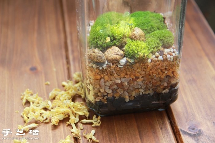 DIY可爱的苔藓造景 自制漂亮苔藓微景观 DIY可爱的苔藓造景 自制漂亮苔藓微景观