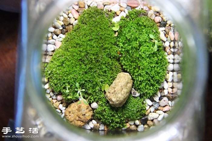 DIY可爱的苔藓造景 自制漂亮苔藓微景观 DIY可爱的苔藓造景 自制漂亮苔藓微景观