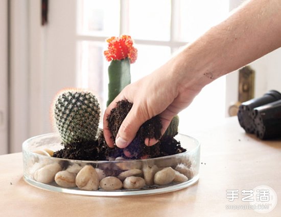 自制仙人掌盆景的方法 简单仙人掌盆栽DIY教程(二) 自制仙人掌盆景的方法 简单仙人掌盆栽DIY教程