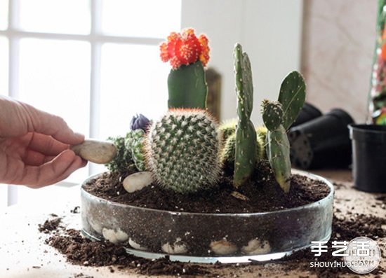 自制仙人掌盆景的方法 简单仙人掌盆栽DIY教程(二) 自制仙人掌盆景的方法 简单仙人掌盆栽DIY教程
