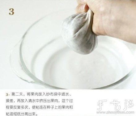 火龙果DIY心形盆栽 火龙果DIY心形盆栽