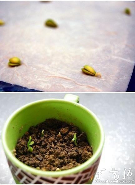 超萌的柠檬盆栽手工DIY 超萌的柠檬盆栽手工DIY