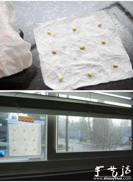超萌的柠檬盆栽手工DIY 超萌的柠檬盆栽手工DIY