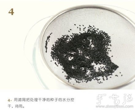 火龙果DIY心形盆栽 火龙果DIY心形盆栽