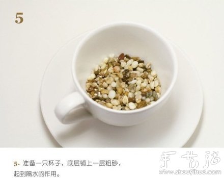 火龙果DIY心形盆栽 火龙果DIY心形盆栽