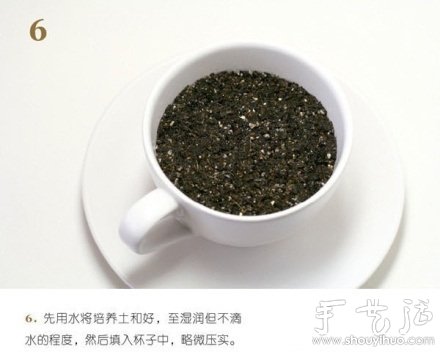 火龙果DIY心形盆栽 火龙果DIY心形盆栽