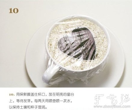 火龙果DIY心形盆栽 火龙果DIY心形盆栽