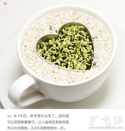火龙果DIY心形盆栽 火龙果DIY心形盆栽