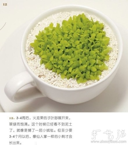 火龙果DIY心形盆栽 火龙果DIY心形盆栽