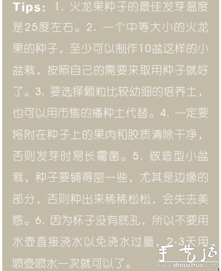 火龙果DIY心形盆栽 火龙果DIY心形盆栽