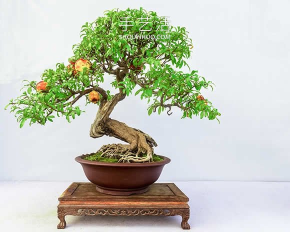 迷你盆景树DIY!可以种植全尺寸的苹果等水果 迷你盆景树DIY!可以种植全尺寸的苹果等水果