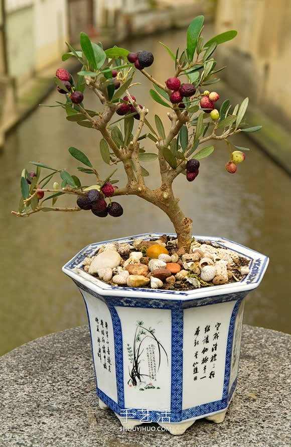 迷你盆景树DIY!可以种植全尺寸的苹果等水果 迷你盆景树DIY!可以种植全尺寸的苹果等水果