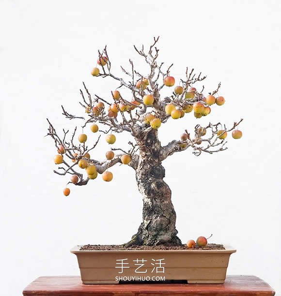 迷你盆景树DIY!可以种植全尺寸的苹果等水果 迷你盆景树DIY!可以种植全尺寸的苹果等水果