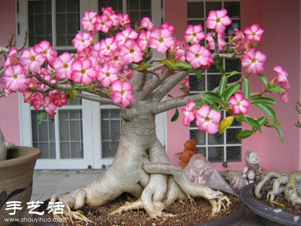 沙漠玫瑰的养法 家庭如何养护沙漠玫瑰 沙漠玫瑰的养法 家庭如何养护沙漠玫瑰