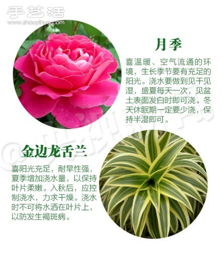 18种家里常种花草植物的正确浇水方法 18种家里常种花草植物的正确浇水方法