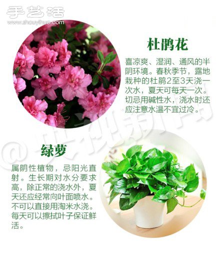 18种家里常种花草植物的正确浇水方法 18种家里常种花草植物的正确浇水方法