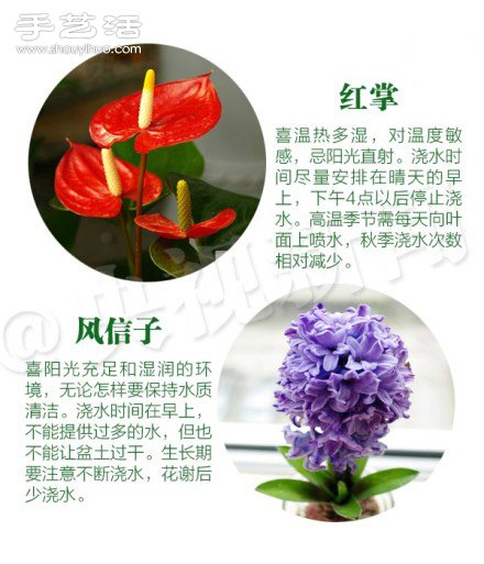 18种家里常种花草植物的正确浇水方法 18种家里常种花草植物的正确浇水方法