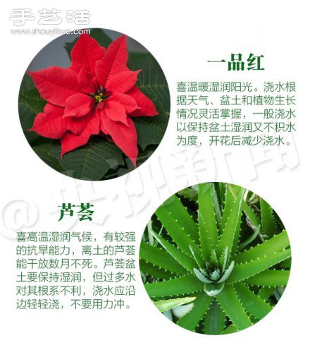 18种家里常种花草植物的正确浇水方法 18种家里常种花草植物的正确浇水方法