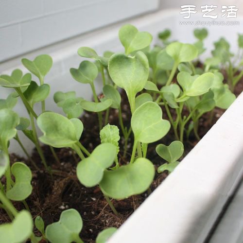 给自家的阳台DIY一片菜地 给自家的阳台DIY一片菜地