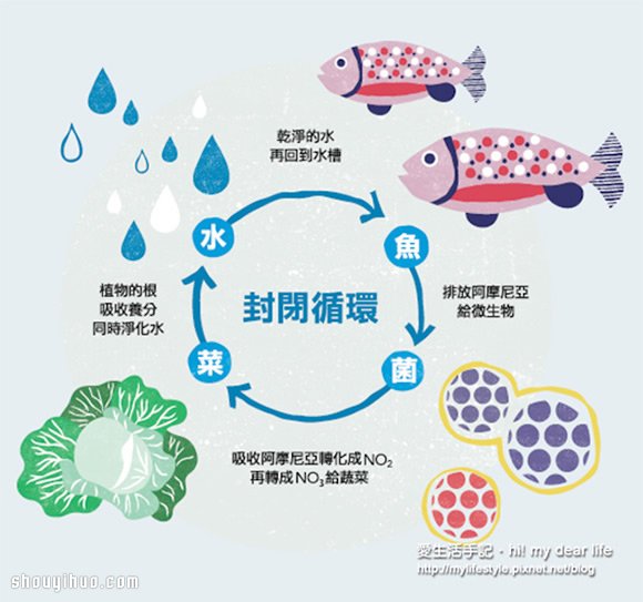 鱼菜共生!超简单养鱼种菜一次搞定 鱼菜共生!超简单养鱼种菜一次搞定